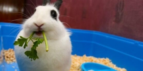 Da li je moguće ukrasnim zečevima dati peršun